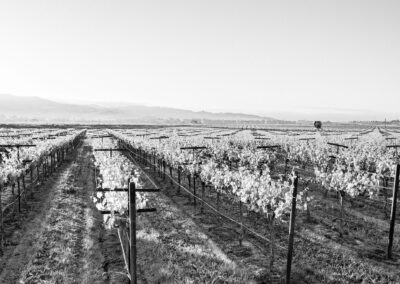 Vineyard in black and white photo